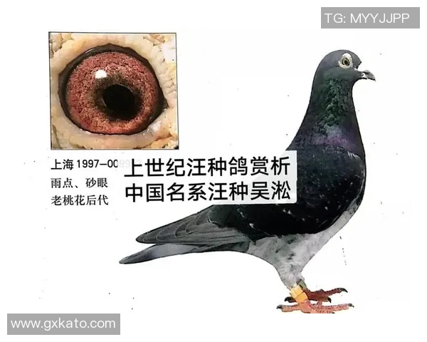 鸽子足球球星崛起背后的故事与赛场传奇